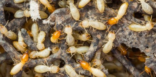 termites-bug-z-termite-and-pest-control-1030x514